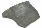 Ordovician Brittle Star (Ophiura) - Morocco #365266-1